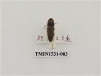 藏品(叩頭蟲科)的圖片